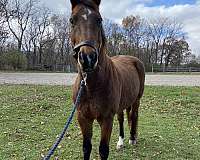 illinois-dressage-dutch-warmblood-horse