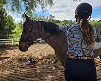 illinois-dressage-horse