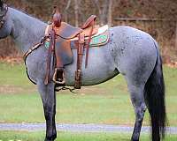 blue-roan-trail-class-compet-horse