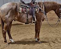 red-roan-from-sock-hind-horse