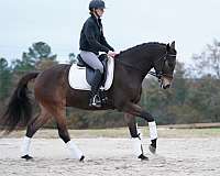 slbr-dressage-horse