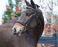 slbr-trakehner-gelding