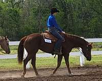 chestnut-paint-weanling