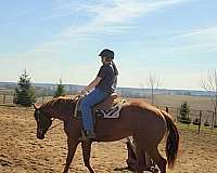 chestnut-apha-weanling