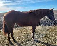 apha-paint-weanling