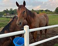 thoroughbred-horse-for-sale