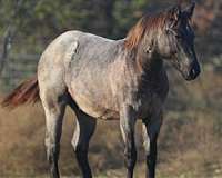 blue-roan-tiny-star-horse