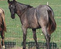 recessive-agouti-quarter-horse