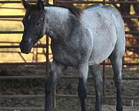 maliblue-spoon-quarter-horse