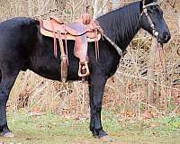 all-around-kentucky-mountain-horse