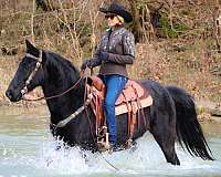 athletic-kentucky-mountain-horse