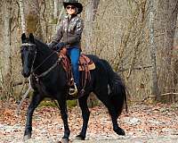 beginner-kentucky-mountain-horse