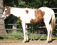 sorrel-tobiano-apha-filly