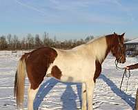 chestnut-overo-spotted-saddle-horse