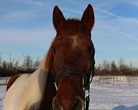 brown-overo-spotted-saddle-horse