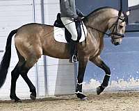 lusitano-not-registered-stallion