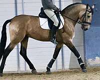 lusitano-not-registered-horse