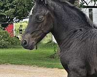 black-gypsy-vanner-filly