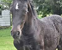 black-gypsy-vanner-for-sale