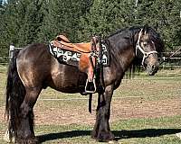 14-hand-gypsy-vanner-stallion