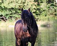 14-hand-gypsy-vanner-horse