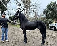 friesian-filly