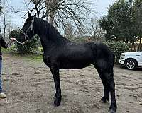 friesian-horse-for-sale