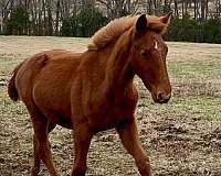 amazing-trakehner-horse