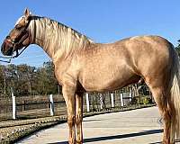 dude-andalusian-horse