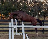 3-year-old-trakehner-horse