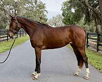 2-year-old-trakehner-horse