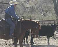 cutting-prospect-quarter-horse