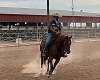 ranch-versatility-quarter-horse