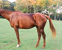 thoroughbred-horse-for-sale