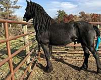 black-friesian-stallion