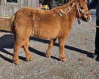 sorrel-breeding-companion-pony