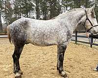 grey-percheron-gelding