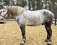 has-been-driven-percheron-horse