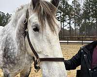 money-percheron-horse