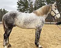 grey-percheron-gelding