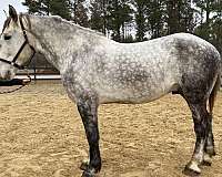 looking-for-percheron-horse