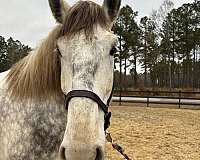 personality-percheron-horse