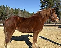 anyone-belgian-horse