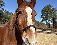 back-belgian-horse