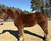 canter-belgian-horse