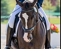 all-around-holsteiner-horse