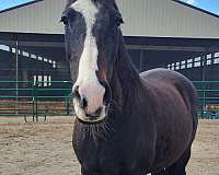 dressage-holsteiner-horse