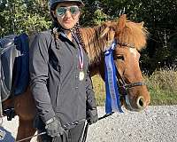 all-around-horse-icelandic