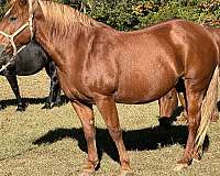 chestnut-breeding-trail-riding-horse