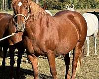 breeding-trail-riding-draft-horse